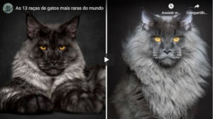 Read more about the article As 13 Raças de Gatos Mais Raras do Mundo
