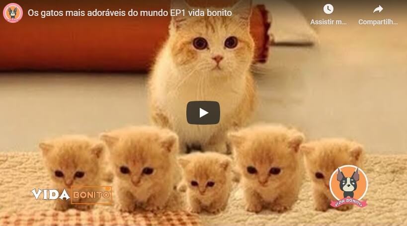 Read more about the article Os Gatos Mais Adoráveis ​​do Mundo