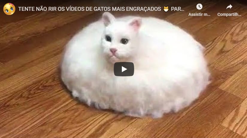 Vídeos Engraçados (gatos) 