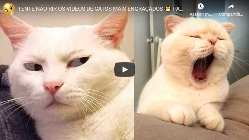 Gatos engraçados tente não rir video de gatos #gatosfalando #gatinhose