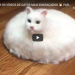 Tente Não Rir com os Vídeos de Gatos Mais Engraçados – Parte 2