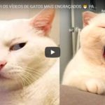 Tente Não Rir com os Vídeos de Gatos Mais Engraçados – Parte 3