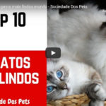 As 10 Raças de Gatos Mais Lindos Mundo