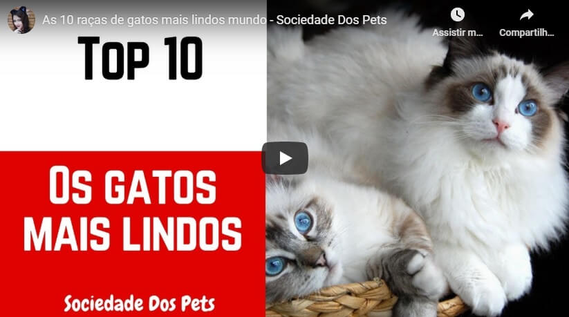 Read more about the article As 10 Raças de Gatos Mais Lindos Mundo