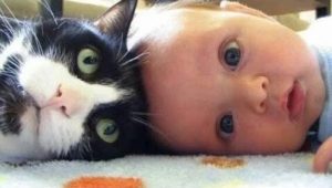 Leia mais sobre o artigo Gatos e Cães Bonitos Amam Bebês