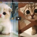 Vídeos Fofos e Engraçados Sobre Gatos
