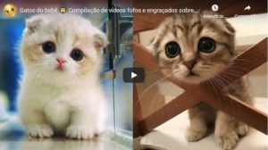 Read more about the article Vídeos Fofos e Engraçados Sobre Gatos