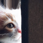 As 48 Curiosidades Mais Incríveis Sobre Gatos